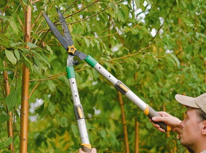 A gardener trimming a young tree with long-handled pruners